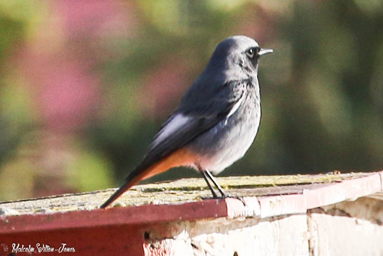 Black Redstart; Colirrojo Tizón