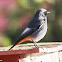 Black Redstart; Colirrojo Tizón