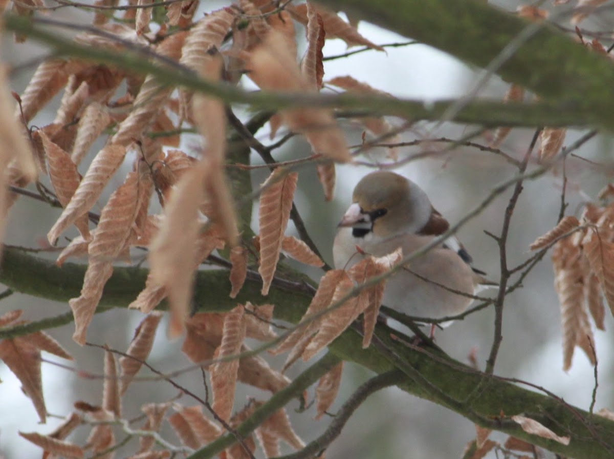 Hawfinch