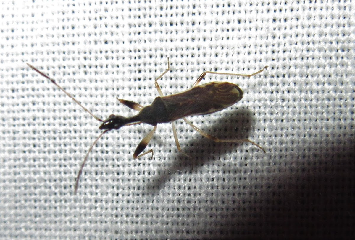 Long-necked Seed Bug