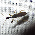 Long-necked Seed Bug