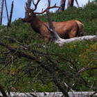 Elk