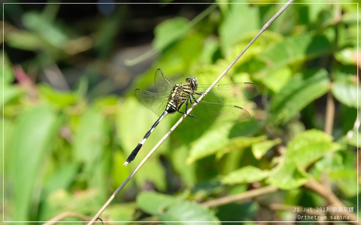 Orthetrum sabina 狹腹灰蜻