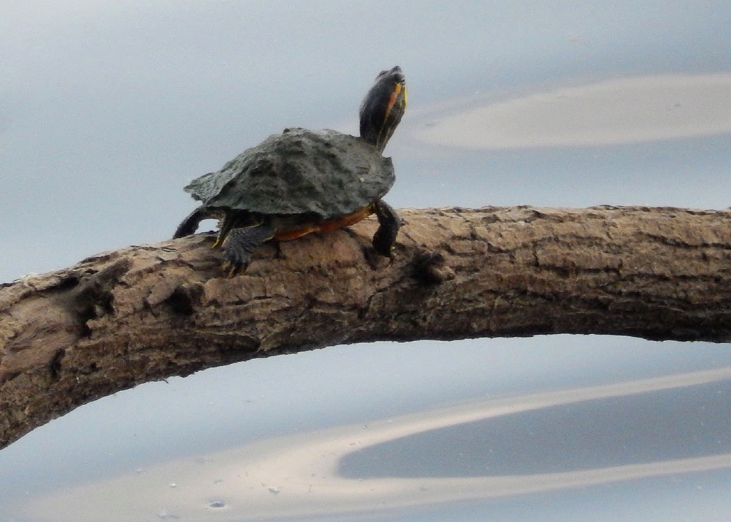 Red-Eared Slider