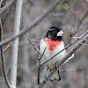 Rose-breasted Grosbeak