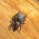 Purple Jumping Spider ♂