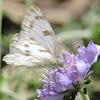 Checkered White Butterfly