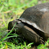 Gopher Tortoise