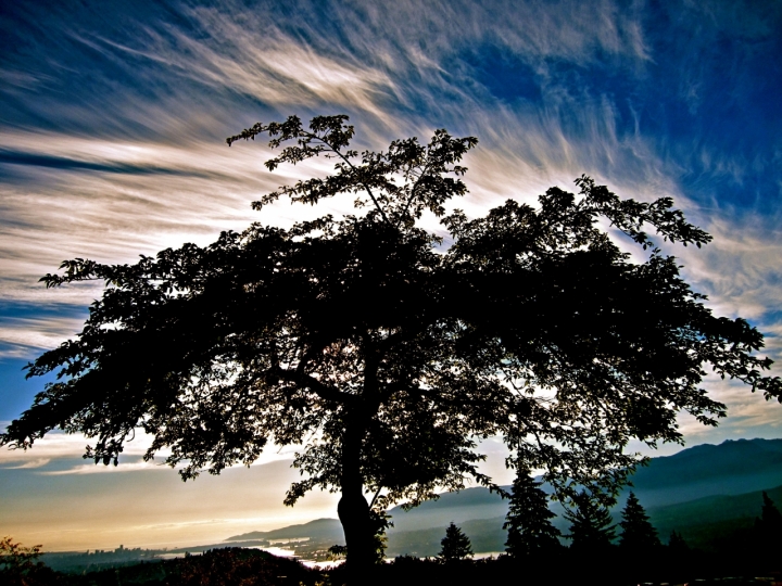 Albero della vita... di lollypop