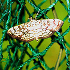 Cotton Leaf Roller Moth