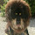 Tibetan Mastiff Themes & New Tab