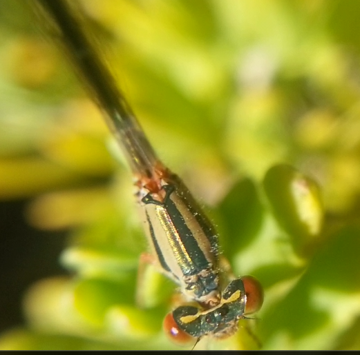 Unknown damselfly