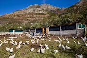 The free range chicken farm in Simon’s Town. Photo: Ashraf Hendricks