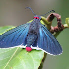 fire tail skipper butterfly