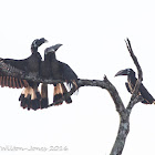 Bushy-crested Hornbill