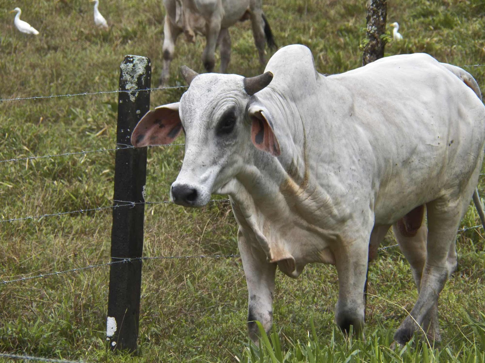 Zebu, Costa Rica