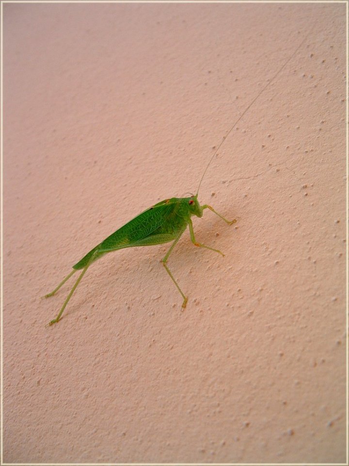 Verde grillo di marmotta