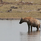 Spotted hyena