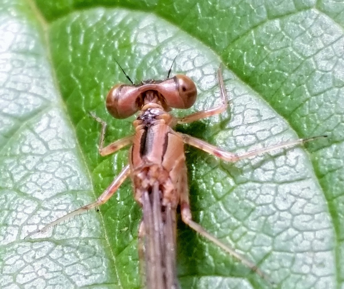 California dancer(female)