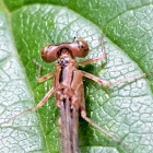 California dancer(female)