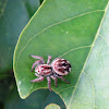 Jumping Spider