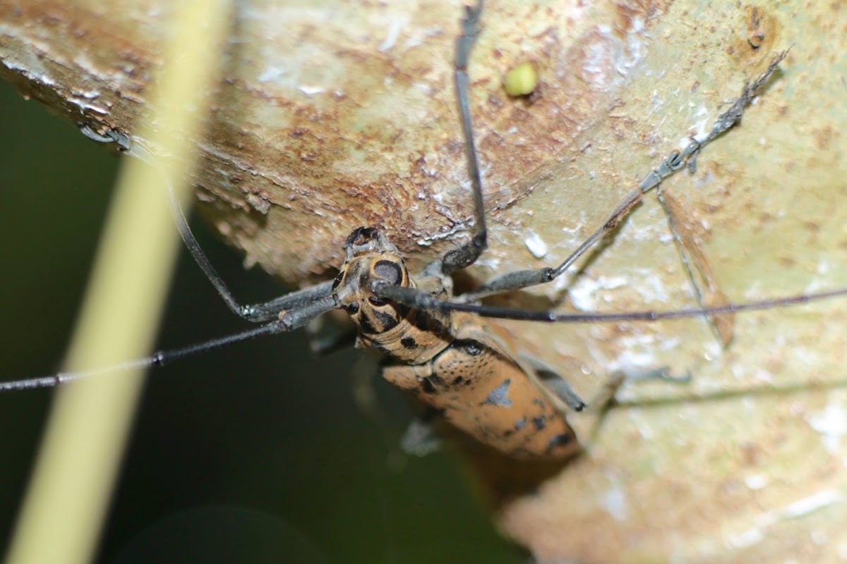 Longhorn Beetle