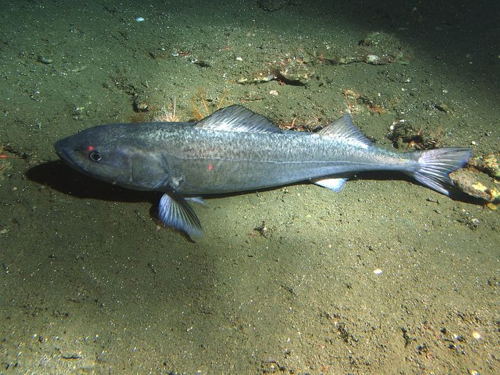 29. Sablefish (90+ years)