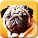 Download Pug Dog App Lock Screen For PC Windows and Mac 1.0