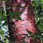 Red Birch