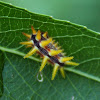 Stinging Rose Caterpillar