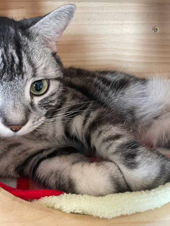 NSXのブレーキキャリパーが見たい・最強寒波到来❄️・2月22日猫の日🐈・ニャンチューン😸・春🌼はまだかいな🌸🥺に関するカスタム事例の投稿画像3枚目