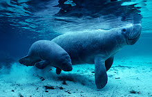 Manatee Manatees Wallpapers Theme small promo image