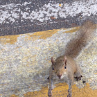 Eastern Grey squirrel