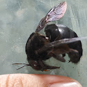 Violet Carpenter Bee