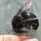 Violet Carpenter Bee