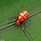 Red and Silver Dewdrop Spider