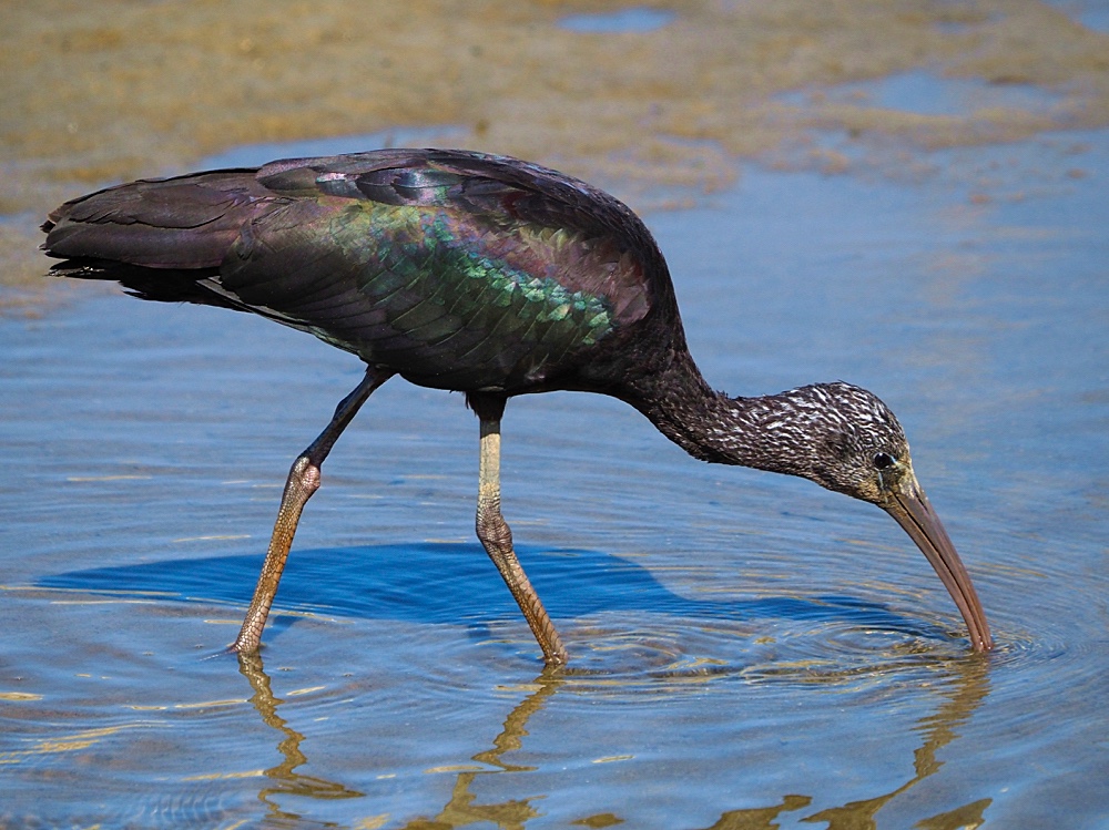 Morito común (Glossy ibis)