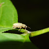 Green Immigrant Leaf Weevil