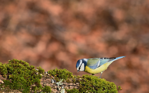 Bird and green moss Preview 1