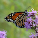 Monarch Butterfly