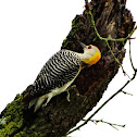 Golden-fronted Woodpecker