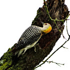 Golden-fronted Woodpecker