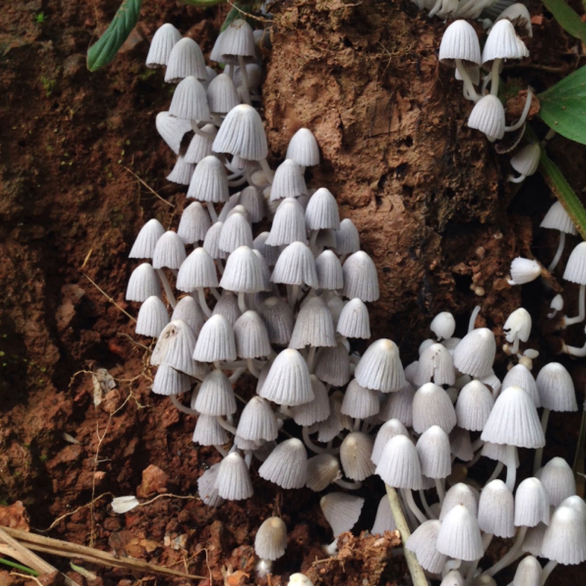 Fairy Bonnet / Fairy Inkcap