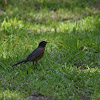 American robin