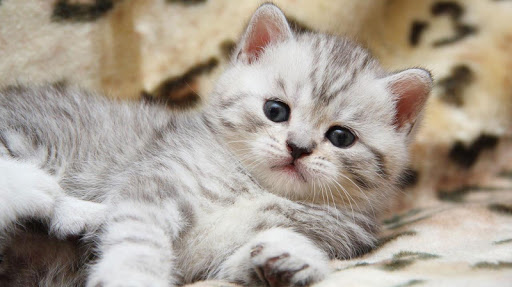 Kittens  Cats Live Wallpaper HD live backgrounds