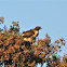 Red tailed hawk