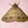 Noctuid Moth