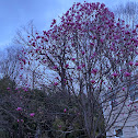 Eastern redbud