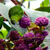 Lesser Green Leafbird female