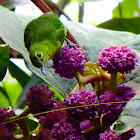 Lesser Green Leafbird female